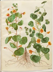 Tropaeolum minus (Dwarf Nasturtium)