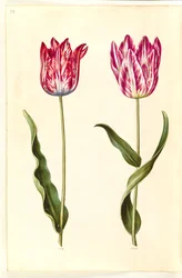 Tulipa gesneriana (Garden Tulip)