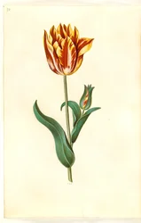 Tulipa Gesneriana (Garden Tulip)