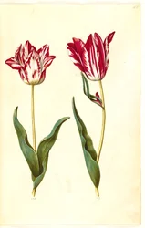 Tulipa gesneriana (Garden Tulip)