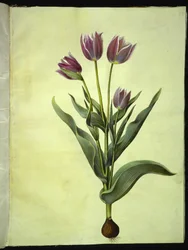 Tulipa gesneriana (Garden Tulip)