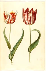 Tulipa gesneriana (Garden Tulip)