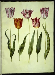 Tulip