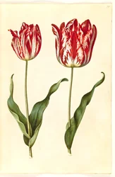 Tulipa gesneriana (Garden Tulip)