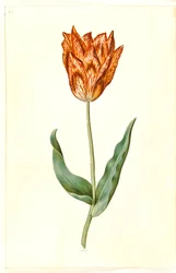 Tulipa gesneriana (garden tulip)