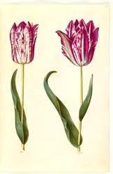 Tulipa gesneriana (Garden Tulip)