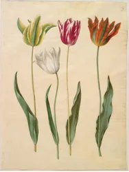 Tulipa gesneriana (garden tulip)