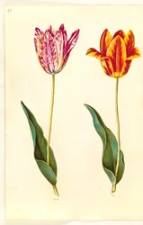 Tulipa gesneriana (garden tulip)