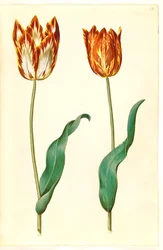 Tulipa gesneriana (Garden Tulip)