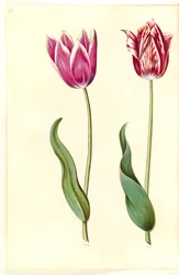 Tulipa gesneriana (Garden Tulip)