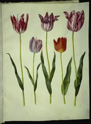 Tulipa gesneriana