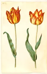 Tulipa gesneriana (Garden Tulip)