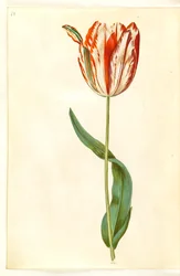 Tulipa gesneriana (Garden Tulip)