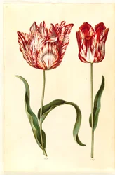 Tulipa gesneriana (Garden Tulip)