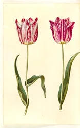 Tulipa gesneriana (garden tulip)