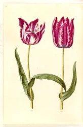 Tulip gesneriana (garden tulip)