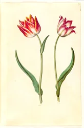 Tulipa gesneriana (garden tulip)