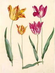 Tulipa gesneriana (Garden Tulip)