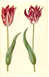 Tulipa gesneriana (Garden Tulip)