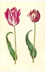 Tulipa gesneriana (Garden Tulip)