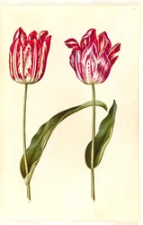 Tulipa gesneriana (Garden Tulip)