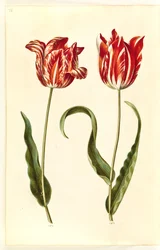 Tulipa gesneriana (Garden Tulip)