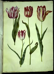 Tulipa gesneriana (Garden Tulip)