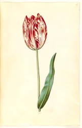 Tulipa gesneriana