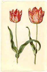Tulipa gesneriana