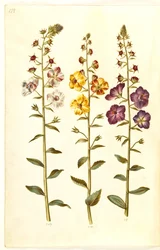 Verbascum blattaria; Verbascum phoeniceum