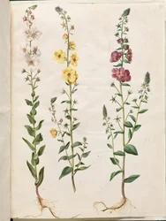 Verbascum blattaria (Moth Mullein); Verbascum phoeniceum (Purple Mullein)