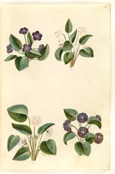 Viola odorata (March Violet)