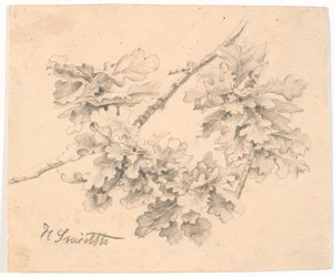Study of Oak Branches