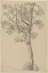 Rowan Tree