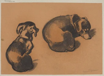 Study of a Dachshund