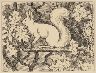 Drawing for the Primer: Squirrel