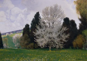 Spring in the Vienna Woods