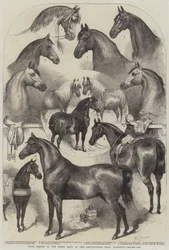 Prize Horses at the Horse Show in the Agricultural Hall, Islington