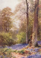 Bluebells, Ripley
