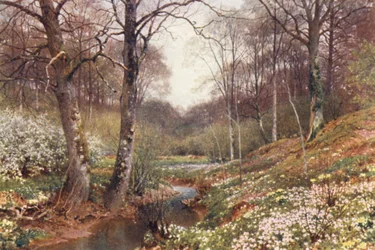 Spring Blossoms, near Dorking
