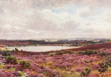 The Great Pond, Frensham