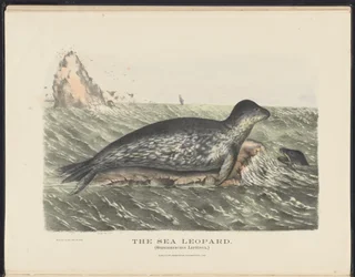 Mammals of Australia: The Sea Leopard