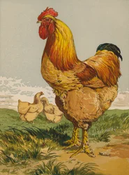 Buff Cochin Cock