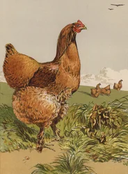 Cinnamon Cochin Hen