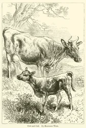 Cow and Calf