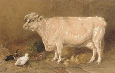 Cow with Ducks in a Barn