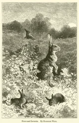 Hares and Leverets