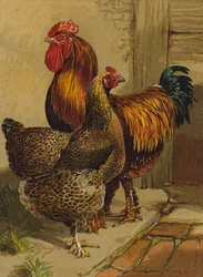 Partridge Cochins