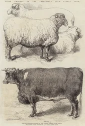 Prize Animals at the Smithfield Club Cattle Show