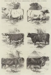 Prize Cattle at the Royal Agricultural Society